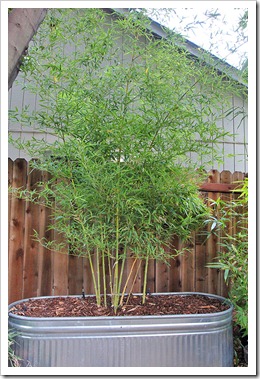 110814_Phyllostachys-aurea-Koi_04 110814_Phyllostachys-aurea-Koi_04