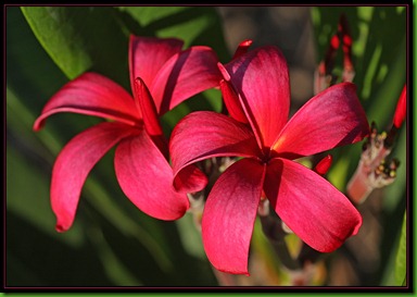 Plumeria_rubra  Vermelha