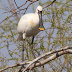 IMG_0952-Crop 1.jpg