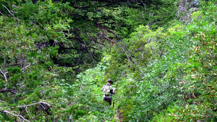 Taylor enveloped in foliage Taylor enveloped in foliage