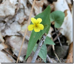 Sue Reno, Yellow Violet SueReno_YellowViolet