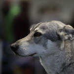 Nitradog 20130224_0415.jpg