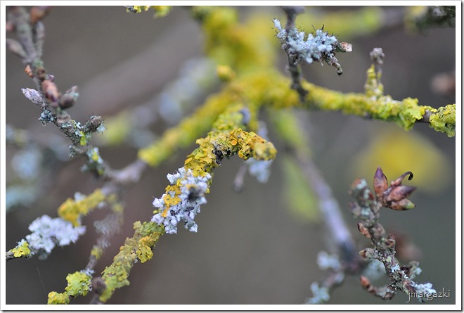 DSC_8424 DSC_8424