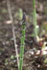 For cooking, asparagus is harvested when the shoots are young.  If let to grow, the bud on top will open to a feathery mass and the stalk will become woody.