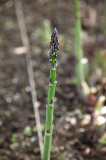 For cooking, asparagus is harvested when the shoots are young.  If let to grow, the bud on top will open to a feathery mass and the stalk will become woody.