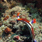 Nudibranch (White Sand Beach, Padangbai, Bali)