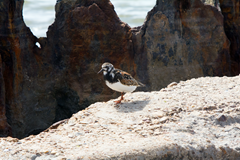 Kleb Woods Beach Trip Ruddy Turnstone