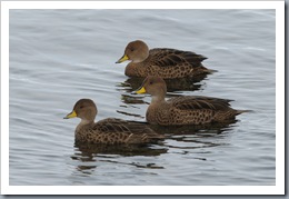 South Georgia Pintail