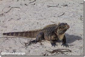 Iguana em cayo largo (2)