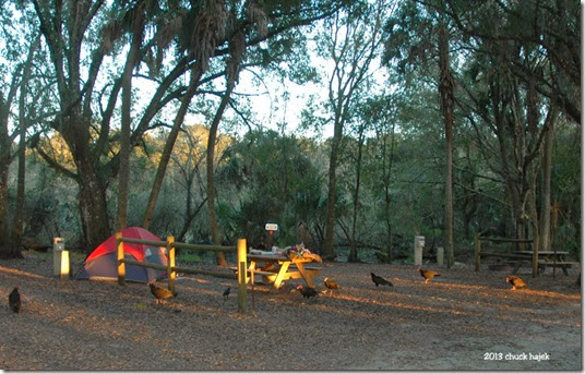 Myakka tent vultures 001 Myakka tent vultures 001