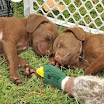09puppies.jpg