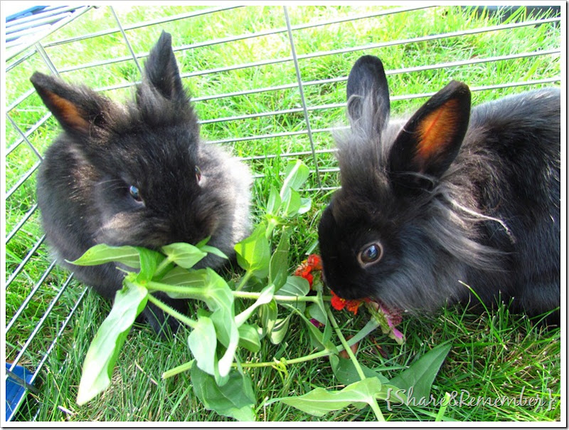 sharing a flower