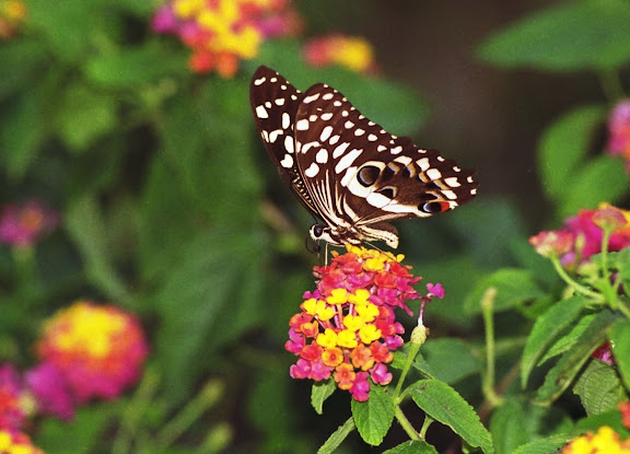 Papilio demodocus demodocus ESPER, 1799. Vohilava, Île Sainte-Marie (Madgascar), 2001. Photo : Alexandre
