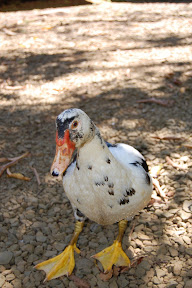 DSC_0307.jpg