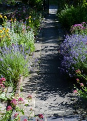 garden june 2011 003