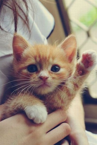 [funny-animals-haha-8%255B2%255D.jpg]