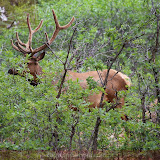 Elk na floresta, saindo do Grand Canyon - AZ