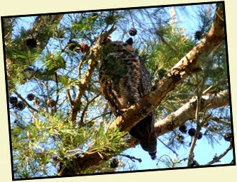 04a - Daddy Great Horned Owl
