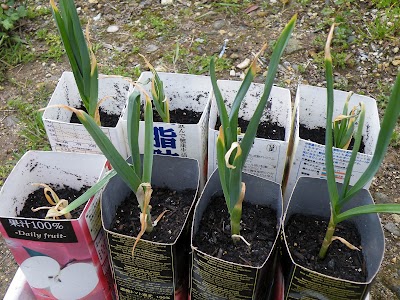 紙パックで育てたニンニク 20120416_1.jpg