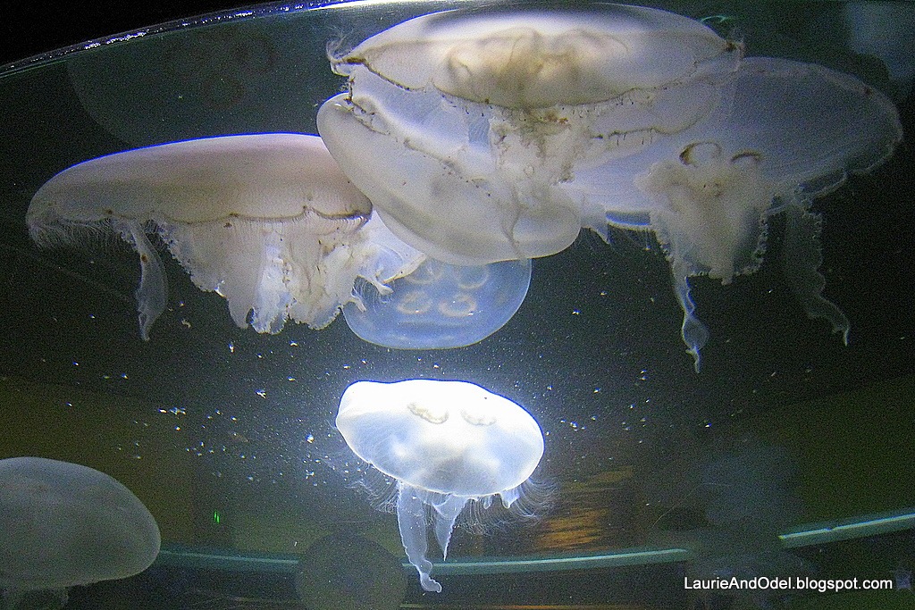 [White-jellyfish4.jpg]