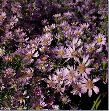 aster-blue-wonder-7206-1 aster-blue-wonder-7206-1