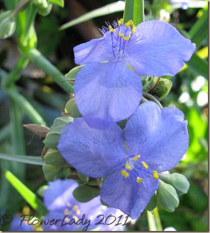 06-20-spiderwort