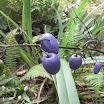 Crescent  fl 001.jpg