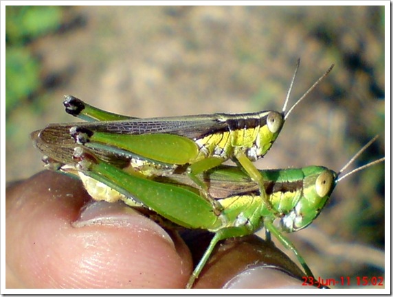 grasshopper mating_Oxya chinensis
