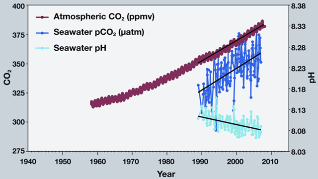 This graph shows the correlation between rising levels of carbon dioxide (CO2) in the atmosphere at Mauna Loa with rising CO2 levels in the nearby ocean, at Station Aloha. As more CO2 accumulates in the ocean, the pH of the ocean decreases. (Modified after R.A. Feely, Bulletin of the American Meteorological Society, July 2008.) pmel.noaa.gov