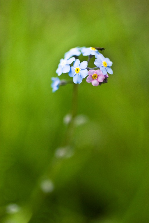 [Forget-me-Not%255B4%255D.jpg]