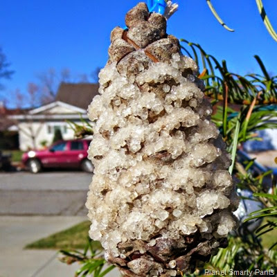 Winter-Pinecone Winter-Pinecone