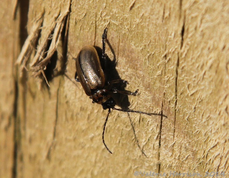 [8-beetle%255B2%255D.jpg]
