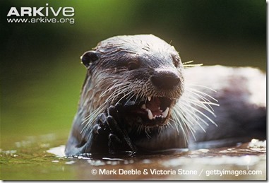 ARKive image GES033998 - African clawless otter
