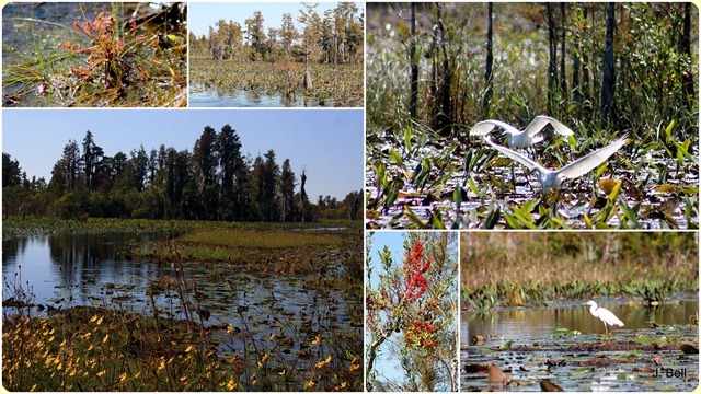 71 Okefenokee NWR 2012-133