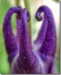 Sue Reno, columbine bud, macro