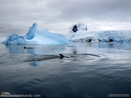 wallpapers national geographic desbaratinando (9)