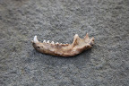 Hmm, judging by the length and by the placement of the incisor and canine teeth, I believe this is definitely the lower jaw of a fox!  What do you think, Sharkey?