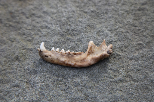 Hmm, judging by the length and by the placement of the incisor and canine teeth, I believe this is definitely the lower jaw of a fox!  What do you think, Sharkey?