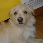 Hostel puppy!
