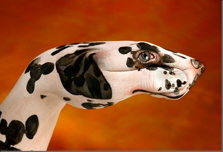 Dog-Dalmatian1-499x340