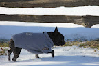 There's something so poetic about the crunch of untrodden snow, don't you think, Sharkey?