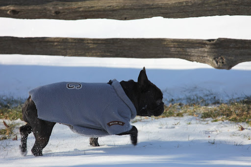 There's something so poetic about the crunch of untrodden snow, don't you think, Sharkey?