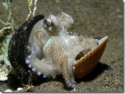 Coconut Octopus