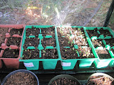 Lettuce and Mesclun Mix