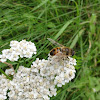 dsc01166.jpg