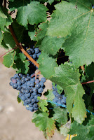 Grapes ripening