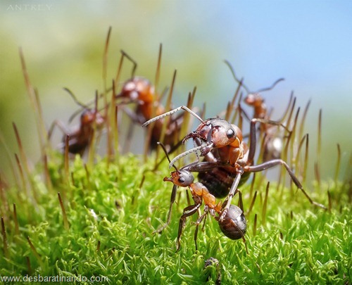 formigas inacreditaveis incriveis desbaratinando  (53)