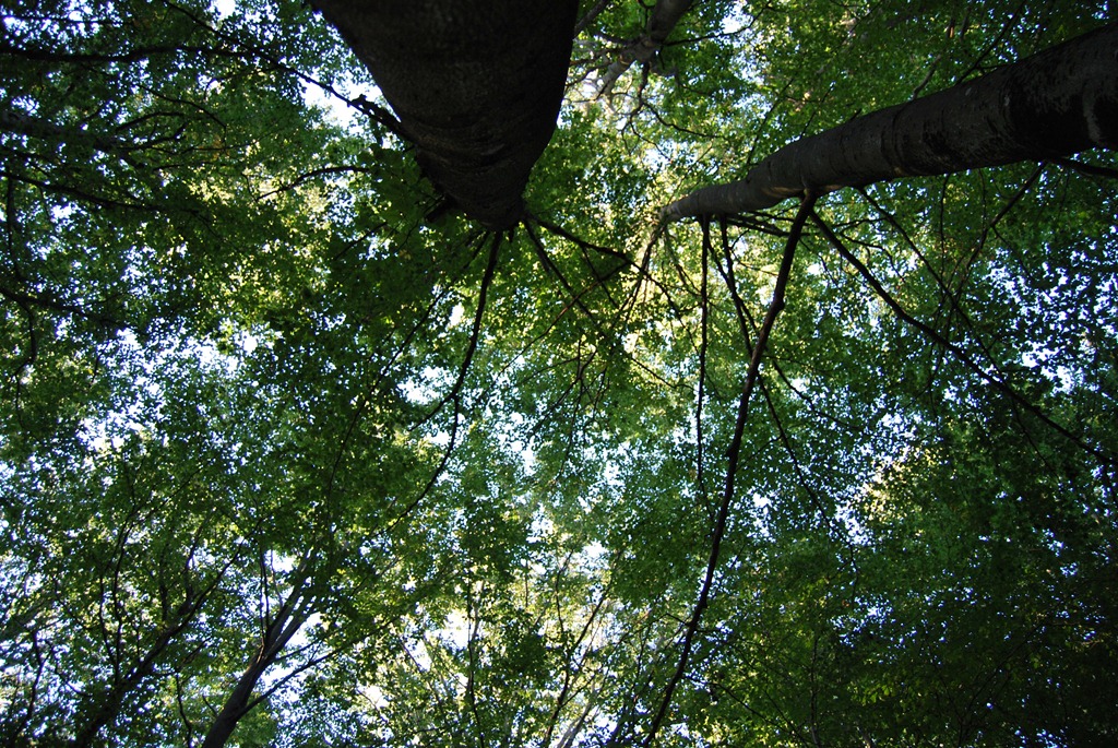 [Tur%2520i%2520skogen%2520sept%252011%2520040%255B7%255D.jpg]