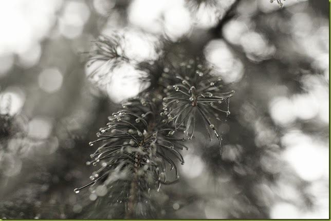 plants after the rain