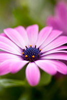 Rosa-margeritter2 Rosa-margeritter2